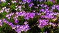 Purple and yellow crocuses bloom in spring in the garden, ephemeral flowers