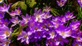 Purple and yellow crocuses bloom in spring in the garden, ephemeral flowers