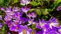 Purple and yellow crocuses bloom in spring in the garden, ephemeral flowers