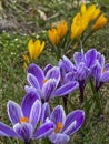 Purple and yellow crocuses blooming in a meadow near the forest in early spring Royalty Free Stock Photo