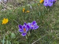 Purple and yellow crocuses blooming in a meadow near the forest in early spring Royalty Free Stock Photo