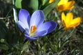 Purple and yellow crocuses