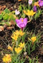 Purple and yellow crocuses Royalty Free Stock Photo