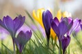 Purple and yellow crocuses flowering