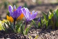 purple and yellow crocuses grow in the garden. Some of the first bright spring flowers bloom, background Royalty Free Stock Photo