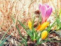 Purple and yellow crocuses grow in place in early spring. The first spring flowers bloom in the garden. Spring meadow full of Royalty Free Stock Photo