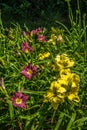 Purple and yellow daylilies blooming Royalty Free Stock Photo