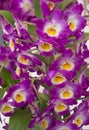 Purple and Yellow Dendrobium Orchid