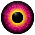 Purple and yellow eye with black fringe Royalty Free Stock Photo