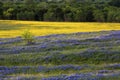 Purple and Yellow Field of Flowers on the Bluebonnet Trail Near Ennis Texas