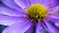 Purple Flower Royalty Free Stock Photo
