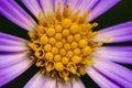 Purple and Yellow Flower