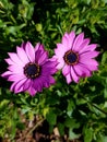 Purple and yellow flower up close with green background