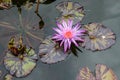 A purple and yellow flowering water lily Nymphaeain with green and brown leaves. Royalty Free Stock Photo