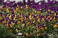 Purple and yellow flowers Royalty Free Stock Photo