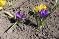 Purple and yellow flowers of crocuses Royalty Free Stock Photo