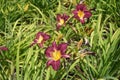 Purple and yellow flowers of Hemerocallis fulva Royalty Free Stock Photo