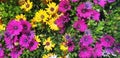 Purple and yellow flowers of Osteospermum or Dimorphotheca. Royalty Free Stock Photo
