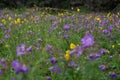 Purple and Yellow Flowers, Silfra Iceland Royalty Free Stock Photo