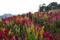 Purple and Yellow Flowers at Sirao Garden Royalty Free Stock Photo