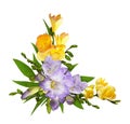 Purple and yellow freesia flowers in a corner floral arrangement isolated on white Royalty Free Stock Photo