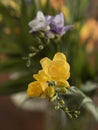 Purple and yellow Freesia