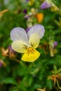 Purple and yellow horned violet