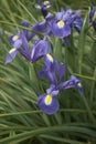 Iris hollandica in bloom
