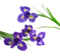 Purple and yellow iris Royalty Free Stock Photo