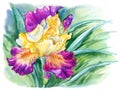 Purple iris with buds and leaves, watercolor Royalty Free Stock Photo