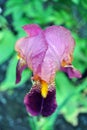 Purple and yellow iris flower blooming, blurry green leaves vertical Royalty Free Stock Photo