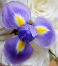 Purple and Yellow Iris flower with white roses in background Royalty Free Stock Photo