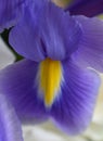 Purple and Yellow Iris flower with white roses in background Royalty Free Stock Photo