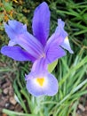 Purple and yellow Iris flowering in spring