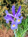 Purple and yellow Iris flowering in spring