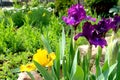 Purple and yellow iris flowers with blurred blooming garden in the background