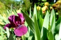 Purple and yellow iris flowers with blurred blooming garden in the background