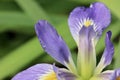 Purple and yellow iris macro background