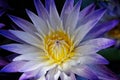 Purple and yellow lotus flower in pond