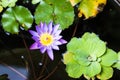 Purple and yellow lotus or water lily with huge green water leafs in dark pond. Flowers for Buddhism. From top view Royalty Free Stock Photo