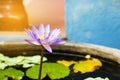 Purple and yellow lotus or water lily with huge green water leafs in dark pond. Flowers for Buddhism. From beside view Royalty Free Stock Photo