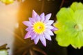 Purple and yellow lotus or water lily with huge green water leafs in dark pond with orange light. Flowers for Buddhism. Royalty Free Stock Photo