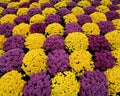 Purple & yellow mums Royalty Free Stock Photo