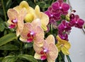 Purple and Yellow Orchids