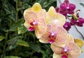 Purple and Yellow Orchids