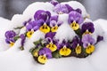 Purple and yellow Pansies flowers covered in snow Royalty Free Stock Photo