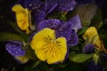 Purple and Yellow Pansies Raindrops Royalty Free Stock Photo