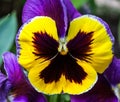 Purple yellow pansy flower Viola tricolor