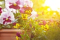 purple yellow pansy flowers pots balcony Royalty Free Stock Photo