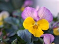 Purple-yellow pansy , Viola tricolor , wild pansies flower in garden with soft focus Royalty Free Stock Photo